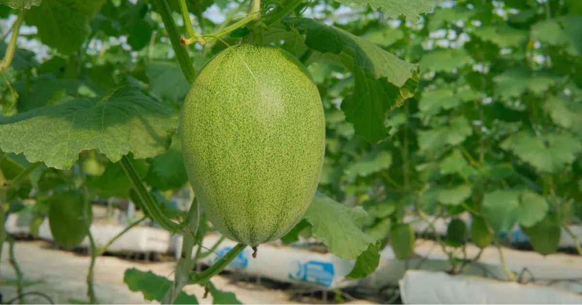 Cach phoi phan cho giai doan ra hoa dau trai 25–40 ngay doi voi dua luoi trong trong nha mang