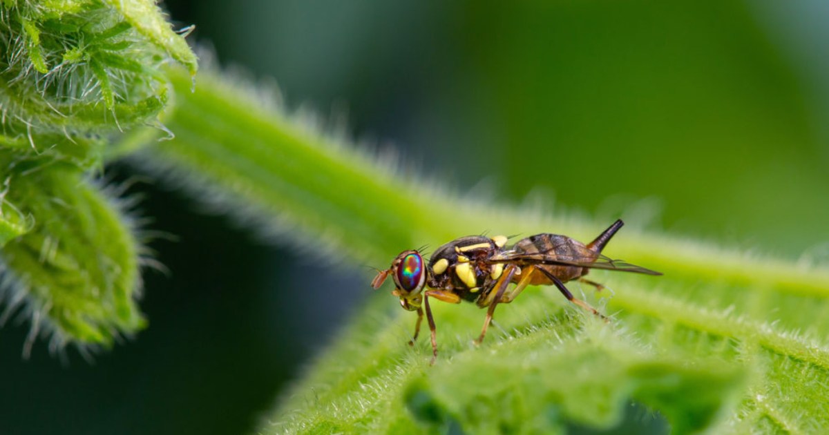 Hướng dẫn phòng ruồi đục trái ở cây dưa lưới hiệu quả