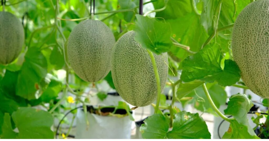 Cách xây dựng công thức dinh dưỡng theo từng giai đoạn phát triển của dưa lưới
