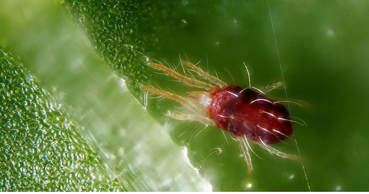 Cách xử lý nhện đỏ an toàn trên dưa lưới