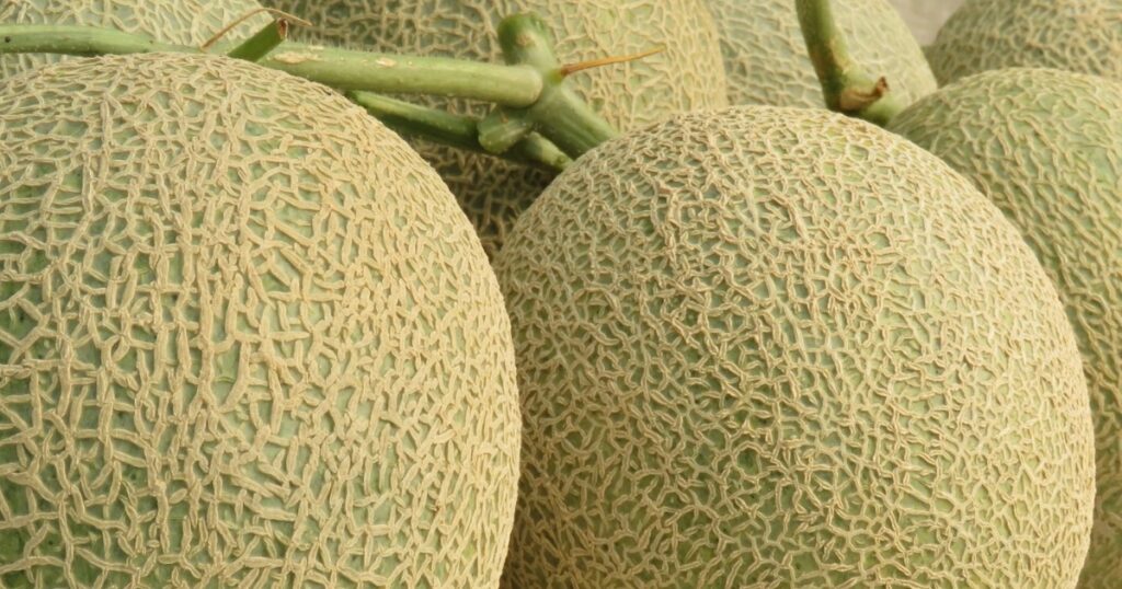 Cập nhật kỹ thuật tạo vân lưới hoàn chỉnh cho dưa lưới