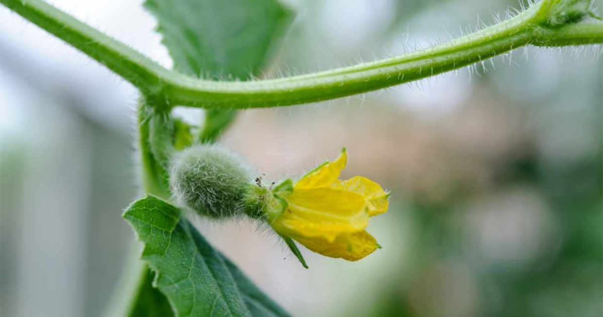 Chế độ phân cho dưa lưới giai đoạn ra hoa - đậu trái (25–40 ngày sau trồng)