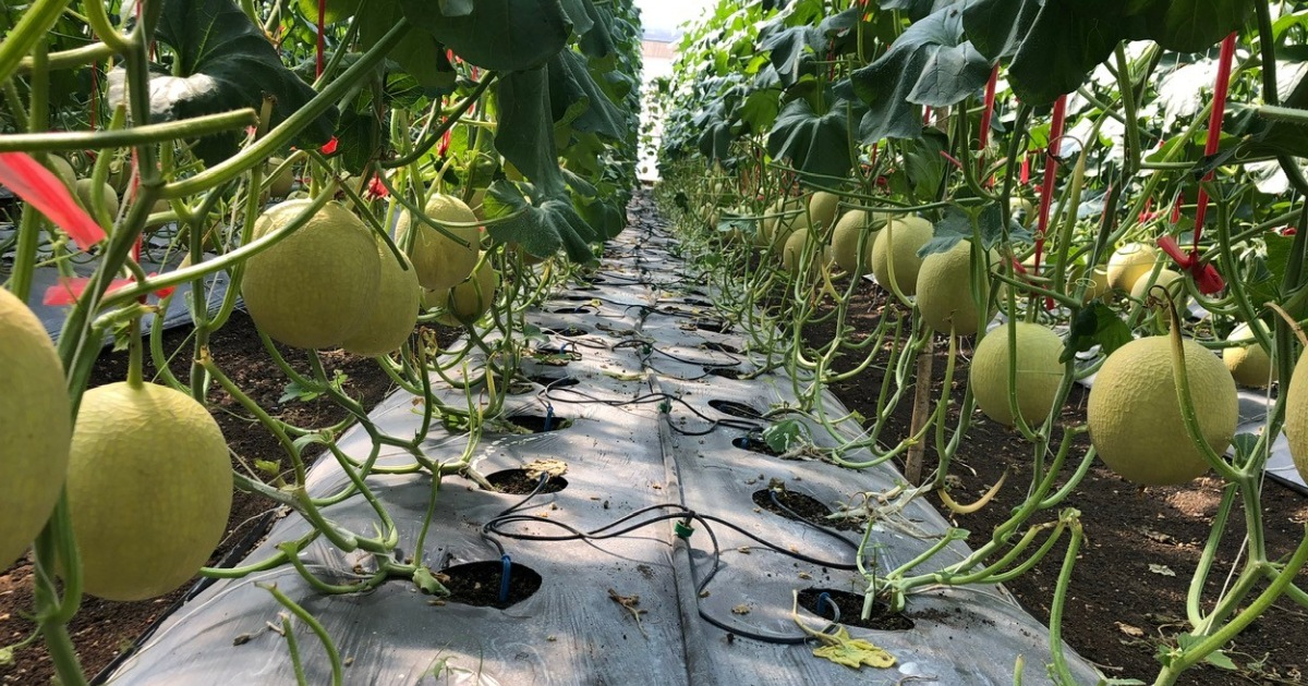 Chế độ siết nước, dừng phân trước khi thu hoạch dưa lưới (65–75 ngày)