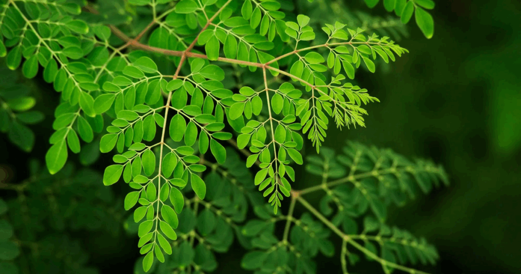 Chiết xuất Moringa - Tăng sức đề kháng, kích thích sinh trưởng tự nhiên từ cây chùm ngây