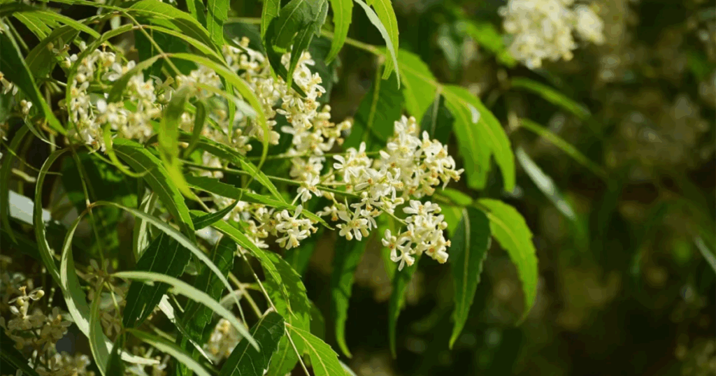 Chiết xuất Neem - Bảo vệ rễ, kích kháng sinh học từ thiên nhiên