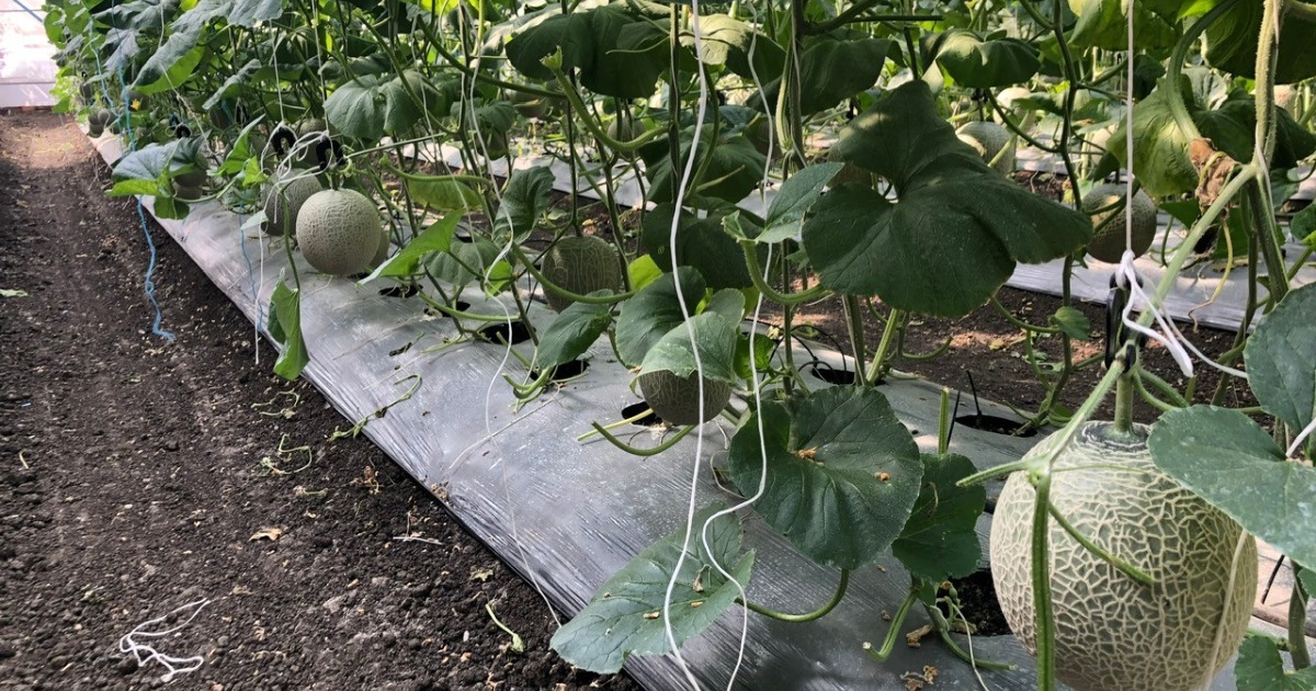 Chuẩn bị đất và xử lý nền trồng dưa lưới