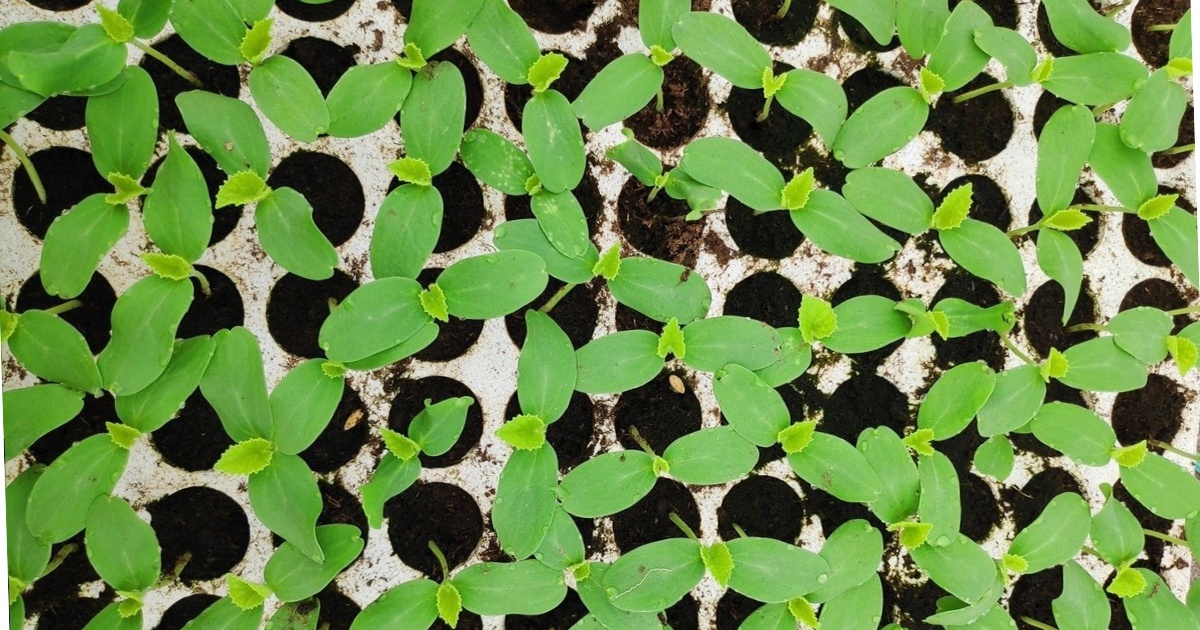 Công thức bón phân cho dưa lưới giai đoạn cây con (0–10 ngày sau trồng)