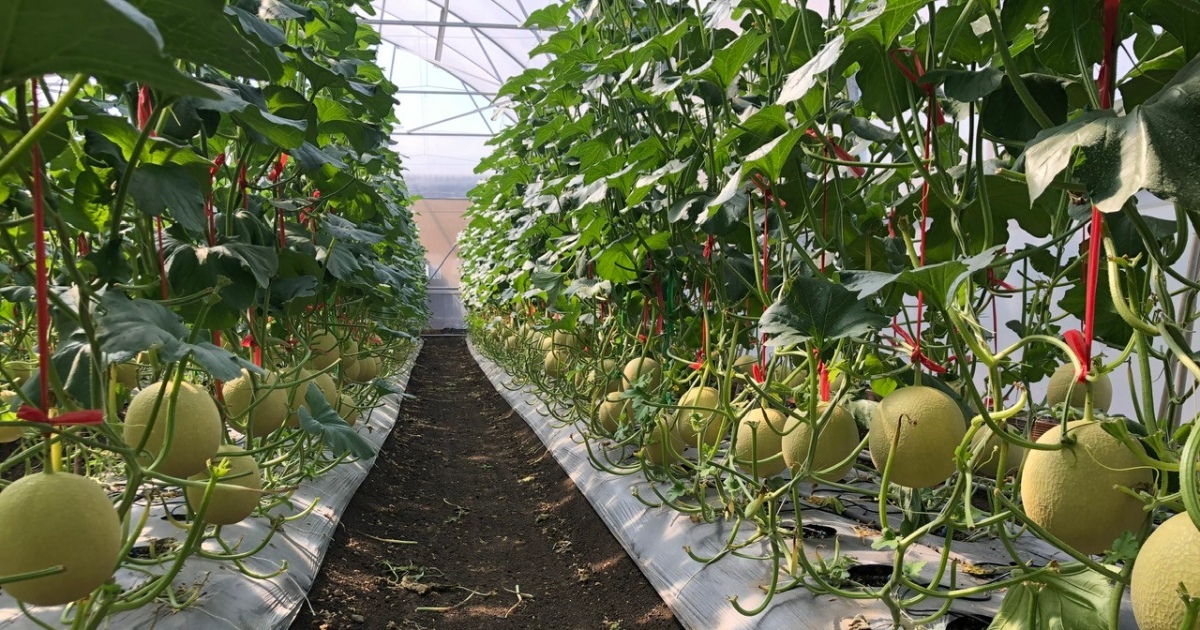 Công thức phân bón cho dưa lưới giai đoạn cây con (0–10 ngày sau trồng đối với nhà màng)