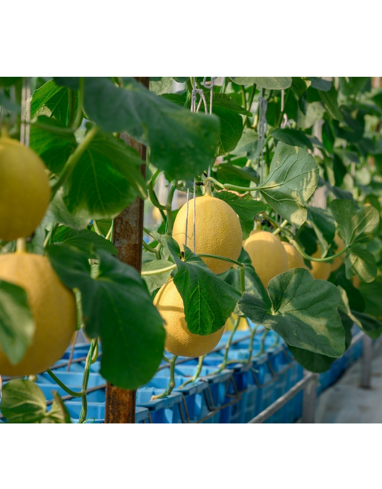 Đặc điểm thực vật học của dưa lưới