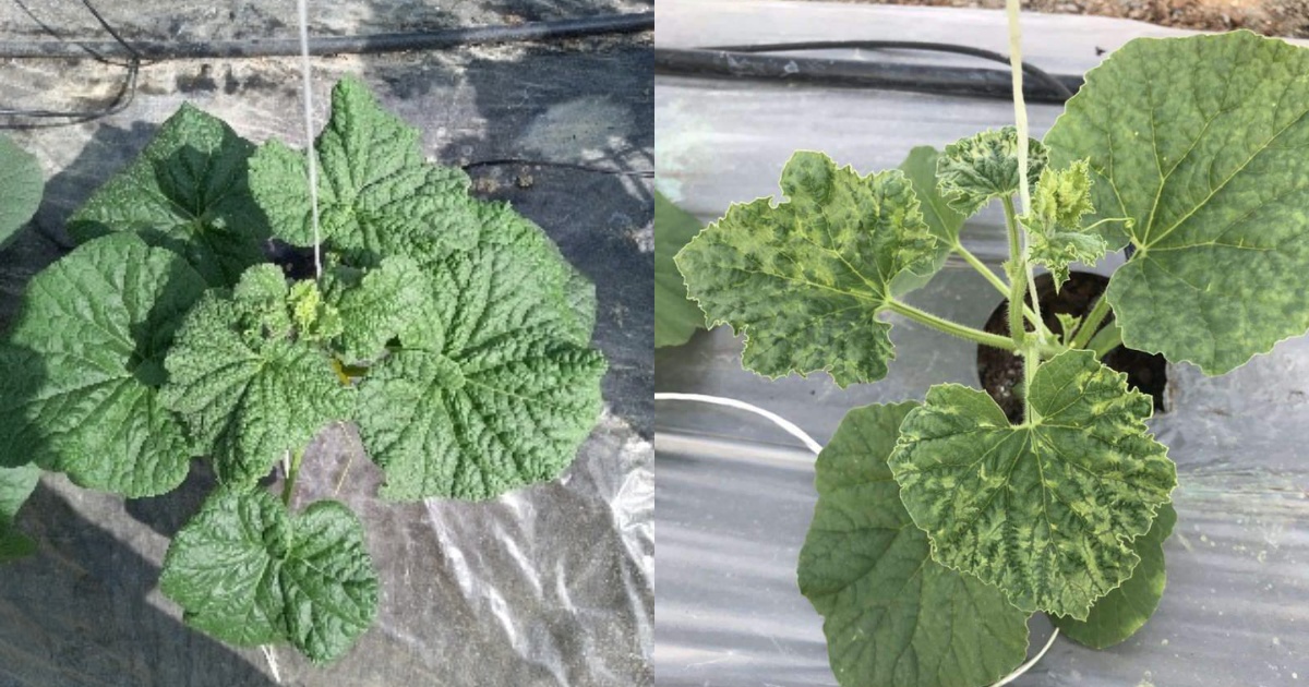 Dấu hiệu cây dưa lưới bị sốc phân và cách hồi phục kịp thời