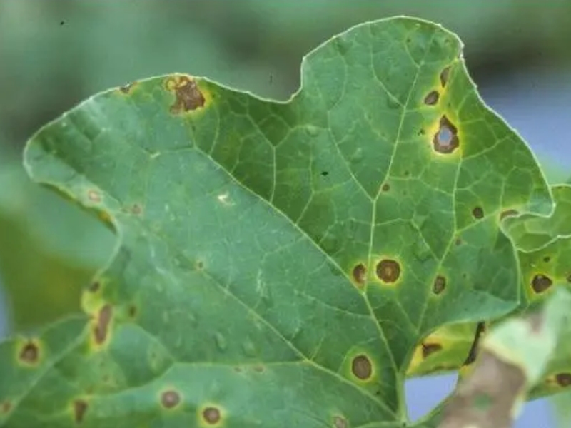 Đốm lá (Cercospora, Alternaria spp.)