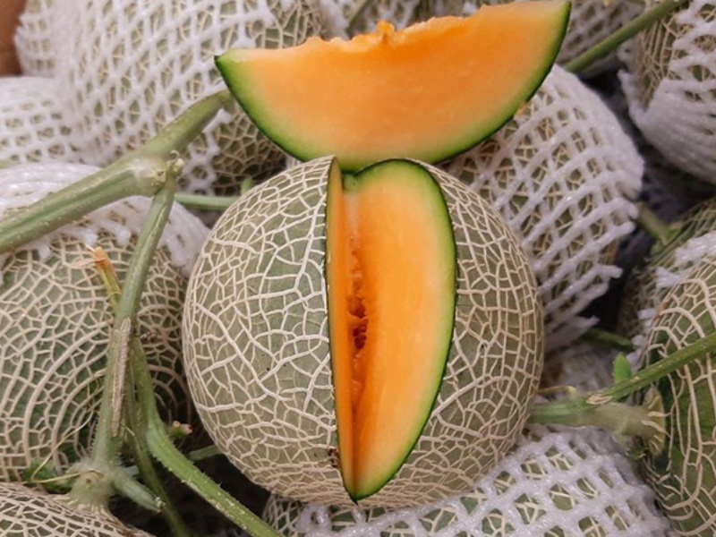 Dưa lưới chín sinh lý