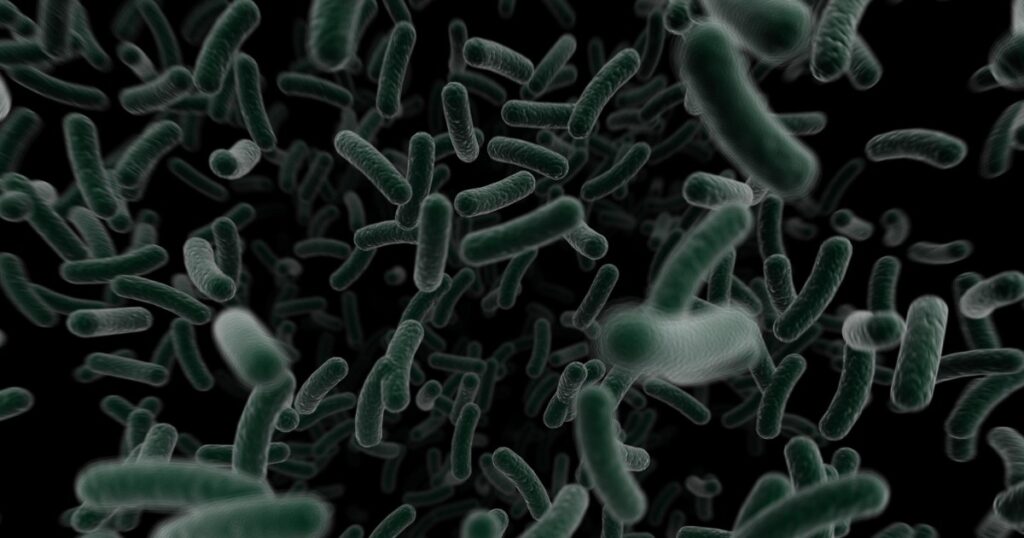 Enterobacter spp. - Vi sinh vật tăng sức bật chồi và điều hòa sinh trưởng cho mô non