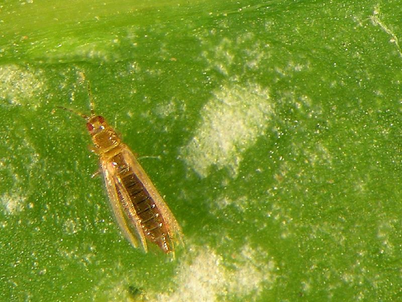 Bọ trĩ Frankliniella occidentalis
