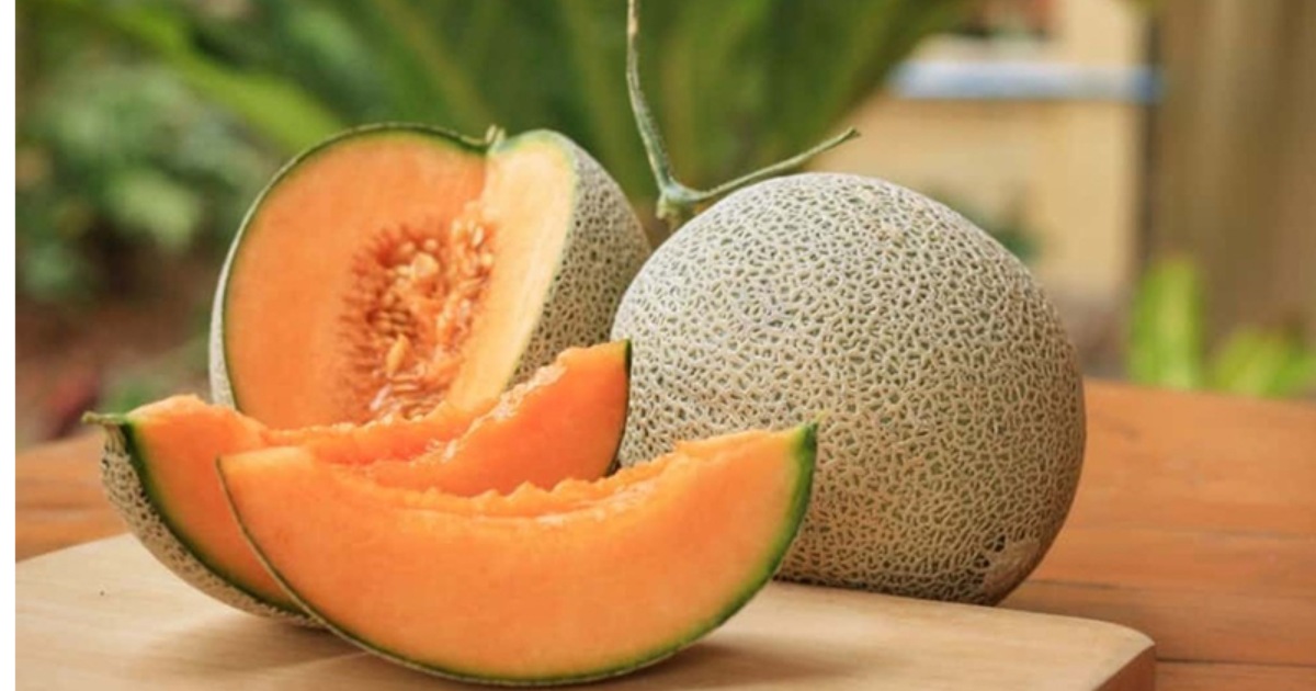 Giống dưa lưới ruột cam - Dạng lưới Nhật, Hà Lan