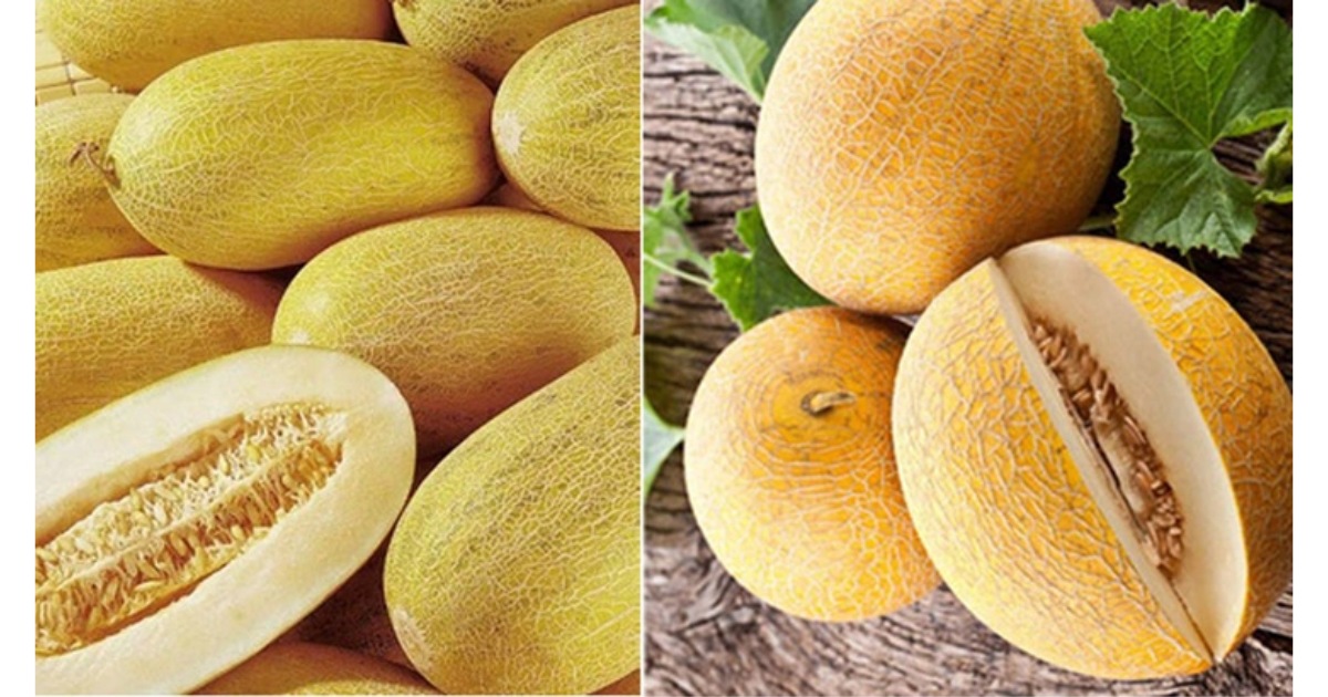 Giống dưa lưới ruột trắng - Dưa ngọt mềm, ăn tươi