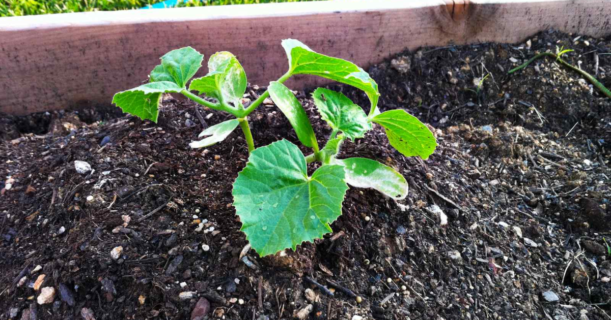 Giữ ẩm, che nắng, bảo vệ cây dưa lưới sau trồng