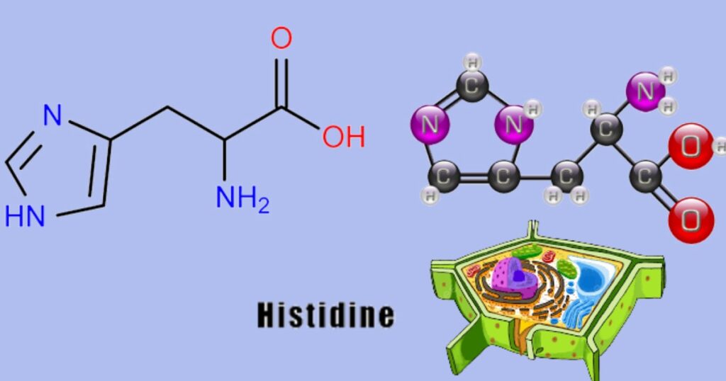 Histidine – Amino hỗ trợ cấu trúc, điều hòa sinh trưởng và tăng sức đề kháng cho cây