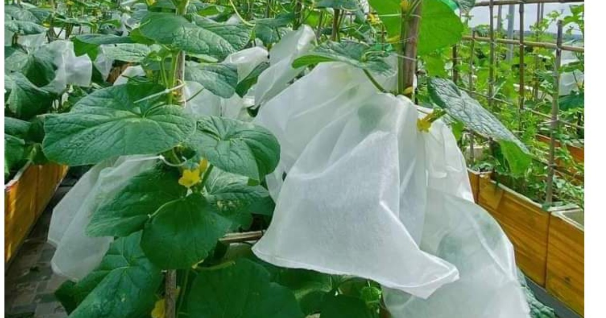 Hướng dẫn bao trái dưa lưới đúng kỹ thuật