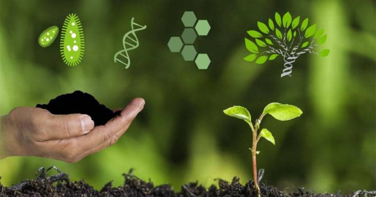 Hướng dẫn phối hợp vi sinh và phân hữu cơ cho dưa lưới giai đoạn đầu