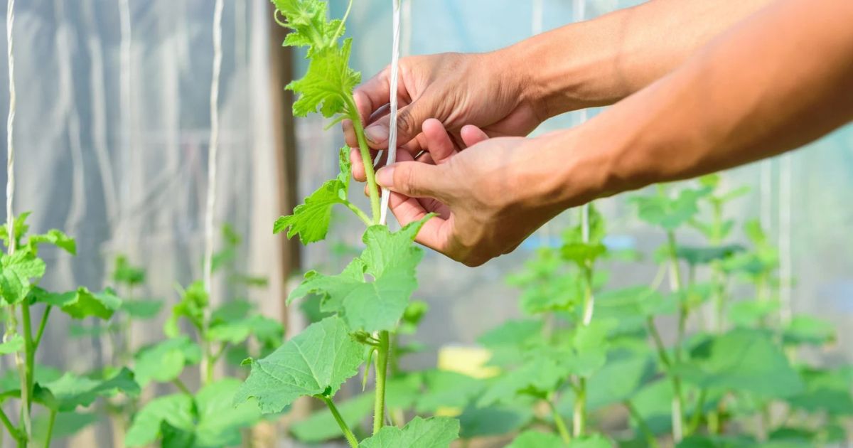 Hướng dẫn tạo tán và nuôi thân chính cho dưa lưới