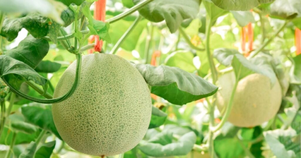 Hướng dẫn thu hoạch dưa lưới không làm dập trái