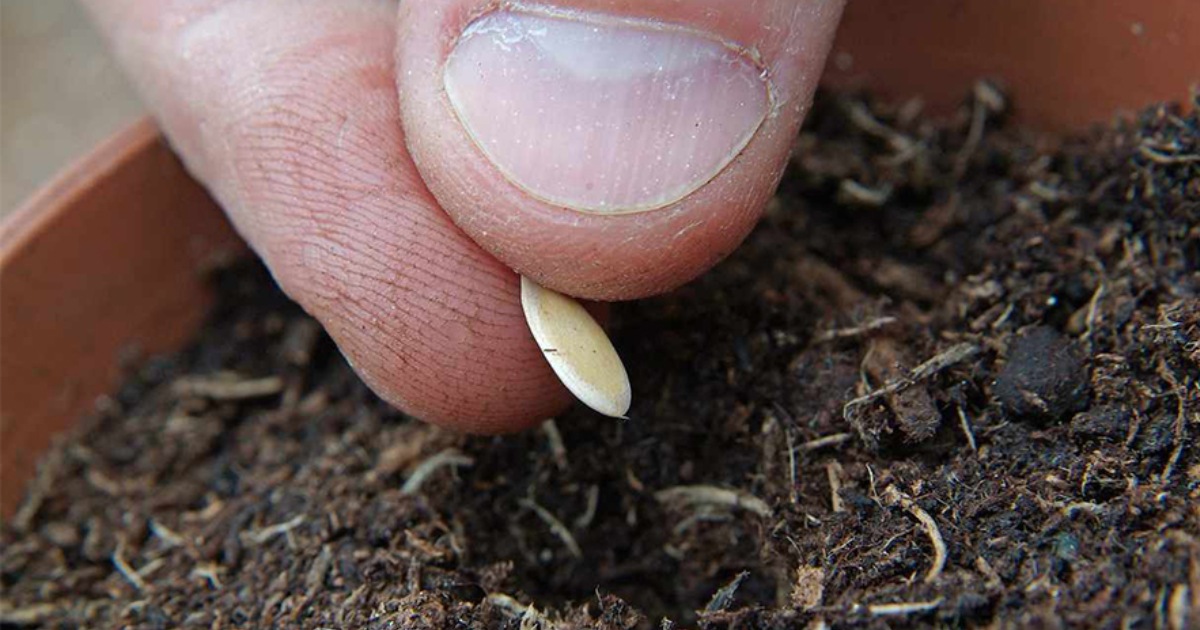 Huong dan uom cay con dua luoi