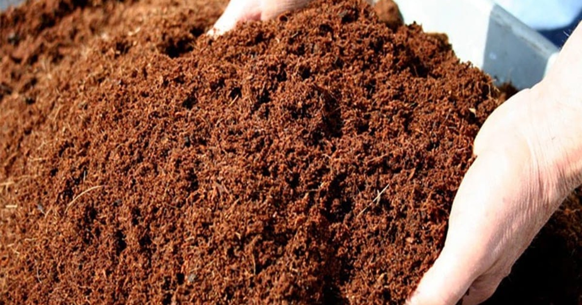 Hướng dẫn xử lý giá thể xơ dừa trồng dưa lưới an toàn