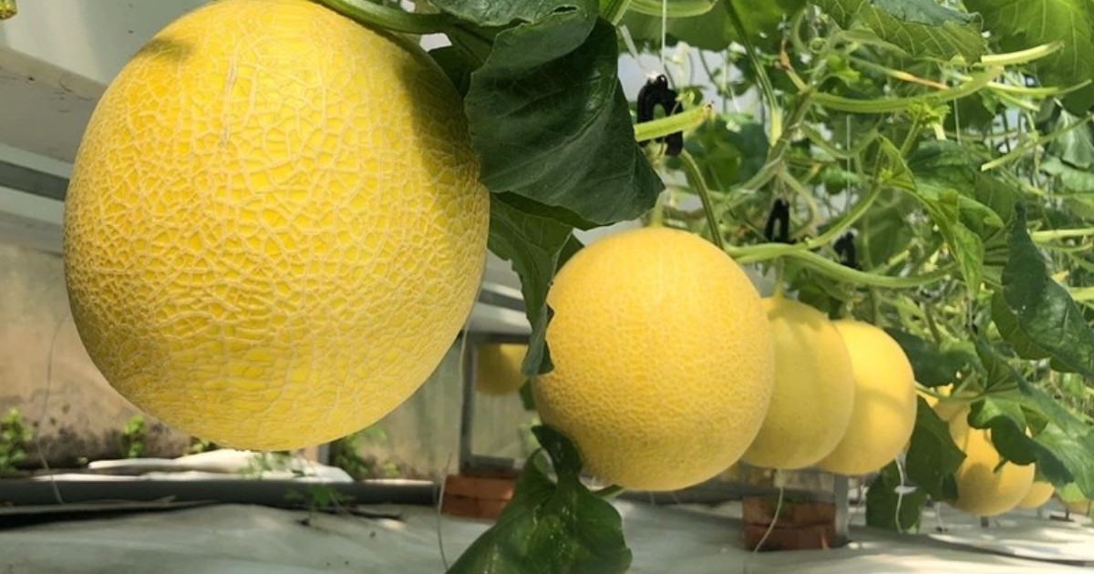 Kỹ thuật chăm sóc nuôi trái và tăng chất lượng dưa lưới