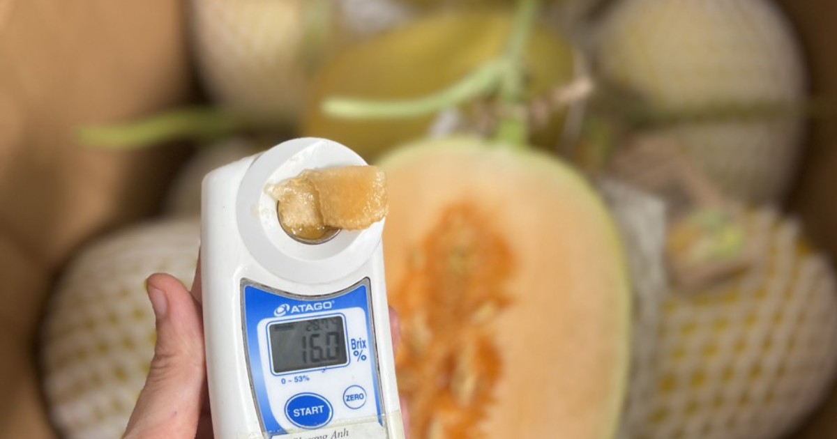 Kỹ thuật giảm nước tưới trước thu hoạch giúp dưa ngọt đậm