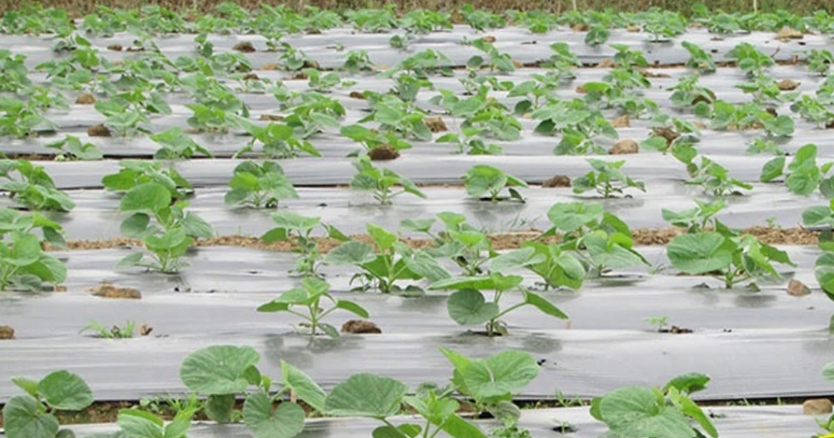 Kỹ thuật làm luống và phủ bạt hiệu quả khi trồng dưa lưới