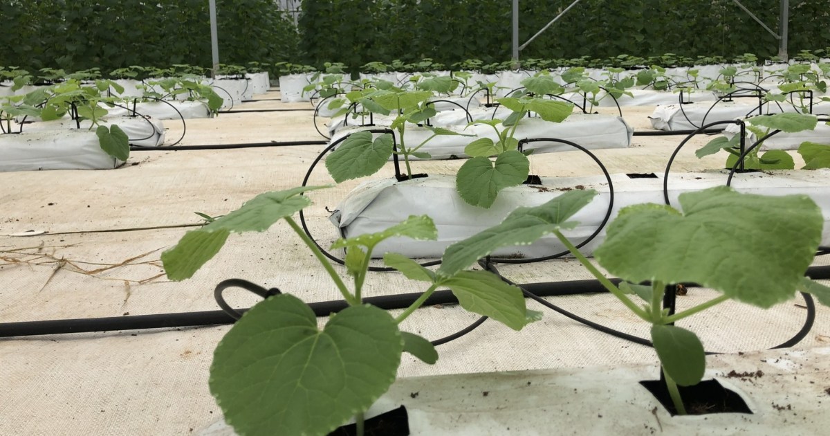 Kỹ thuật phục hồi và tạo thân giai đoạn đầu khi trồng dưa lưới