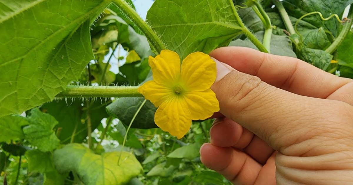 Ky thuat thu phan dua luoi va giu trai hieu qua