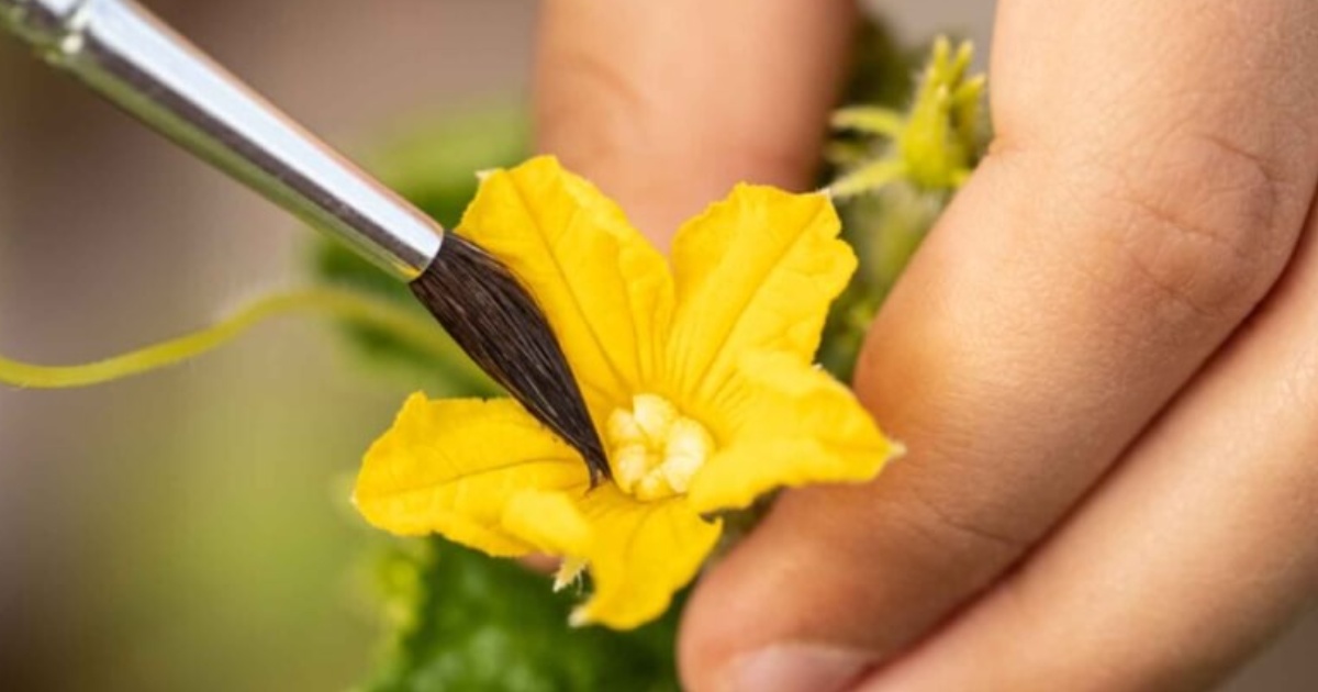 Kỹ thuật thụ phấn tay cho dưa lưới trong nhà màng