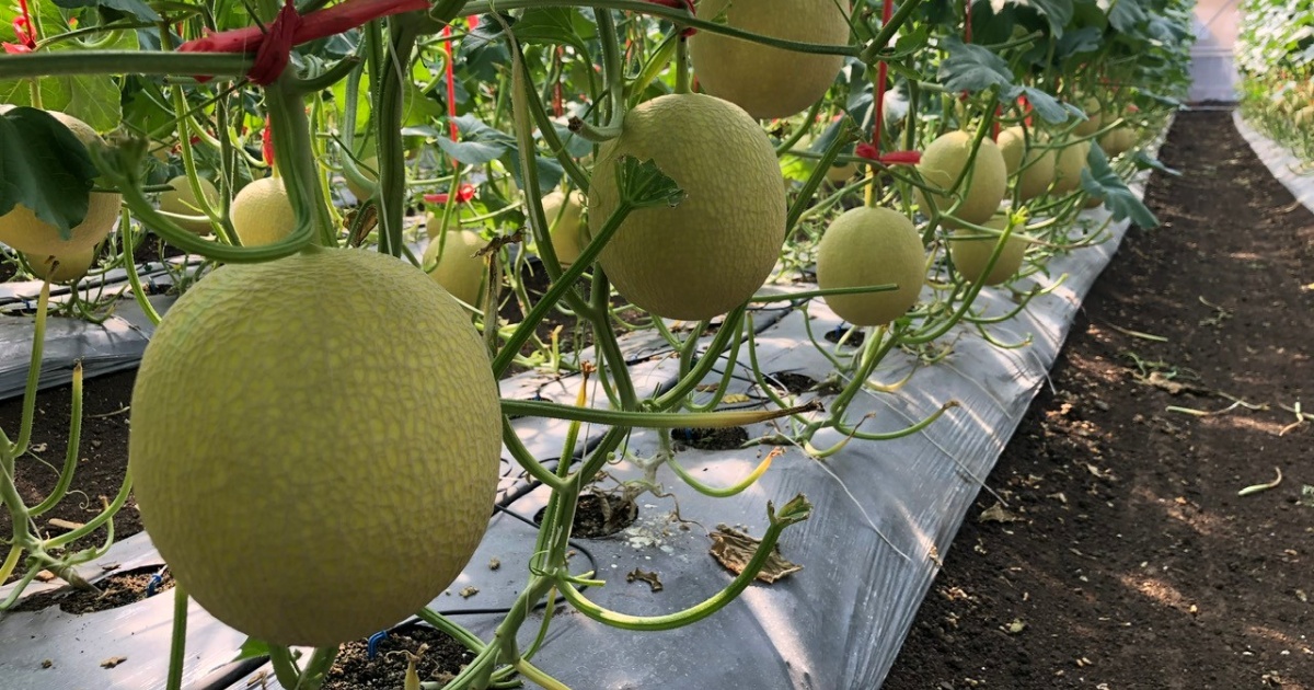 Kỹ thuật trồng cây con dưa lưới đúng cách