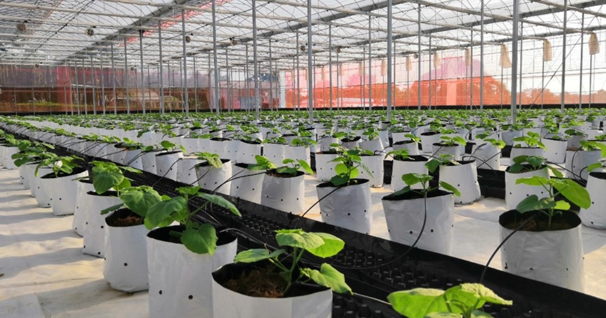 Ky thuat trong cay con dua luoi vao tui gia the