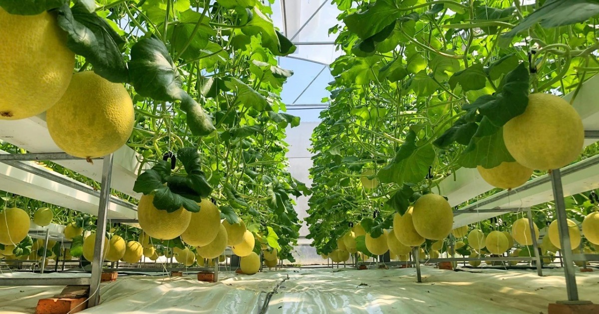 Ky thuat xac dinh do chin cua dua luoi va thu hoach dung thoi diem