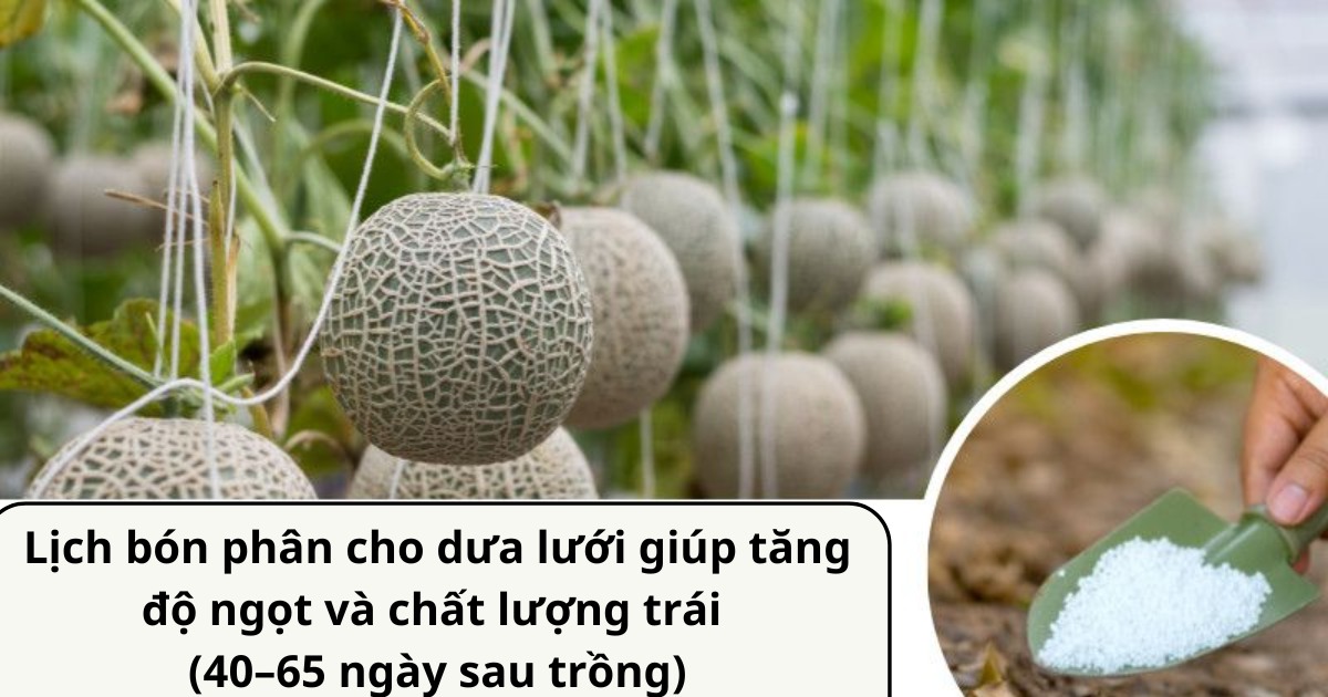 Lịch bón phân cho dưa lưới giúp tăng độ ngọt và chất lượng trái (40–65 ngày sau trồng)