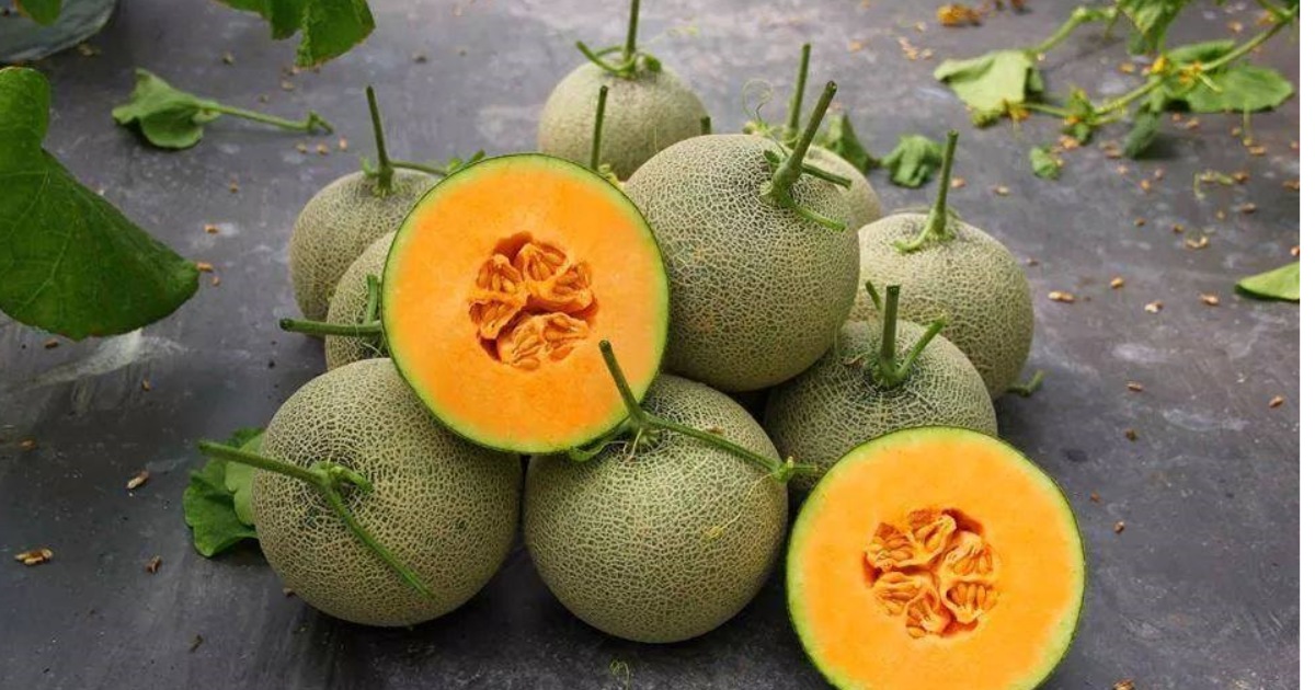 Lịch siết nước, phân trước thu hoạch dưa lưới trồng trong nhà màng