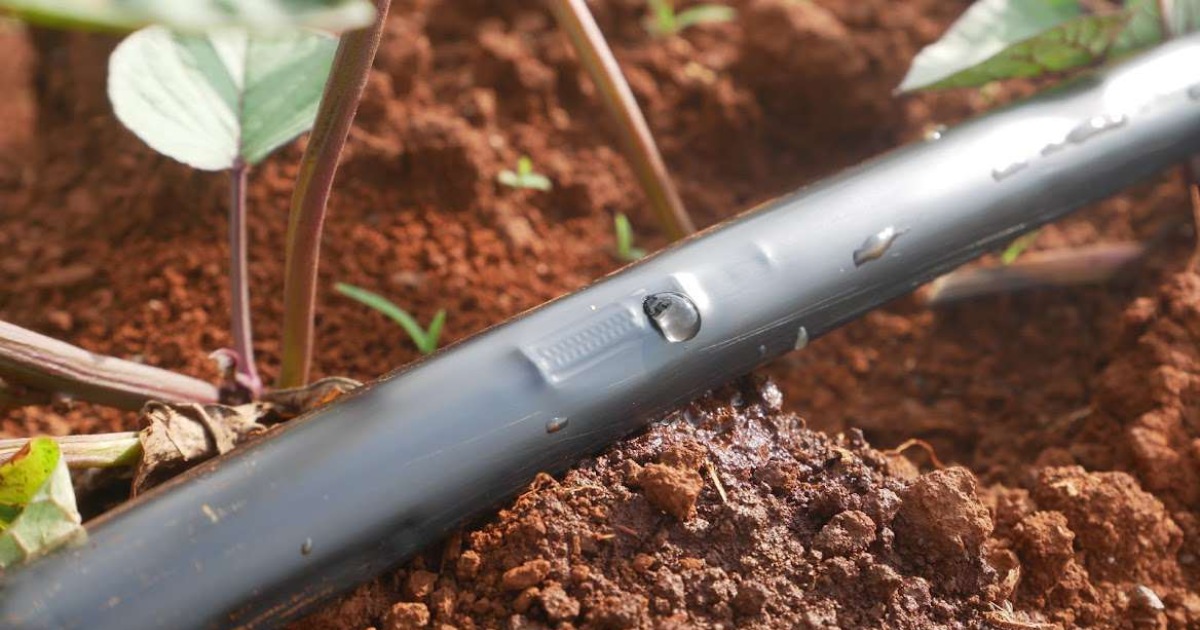 Lợi ích của phân đơn trong hệ thống tưới nhỏ giọt nhà màng