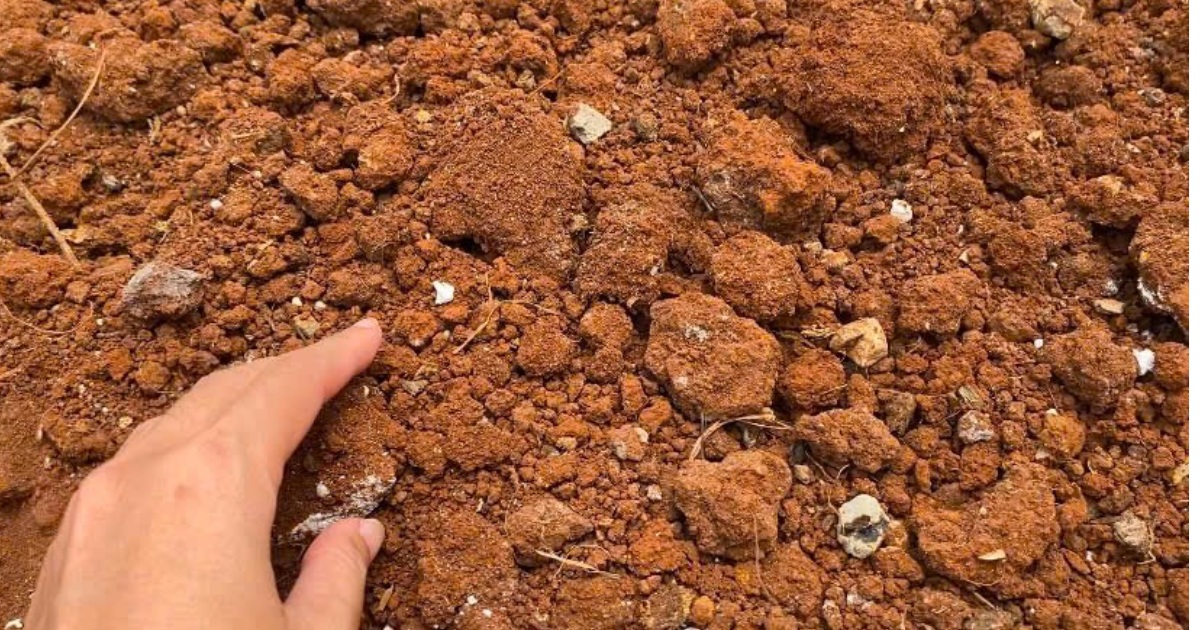 Lưu ý khi dùng vôi và lân trong cải tạo đất trồng dưa lưới