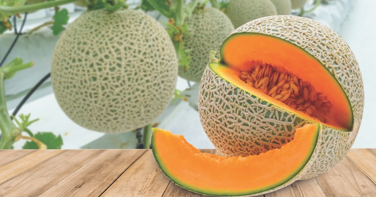 Mẹo giúp trái dưa lưới phát triển đều và không cong vẹo