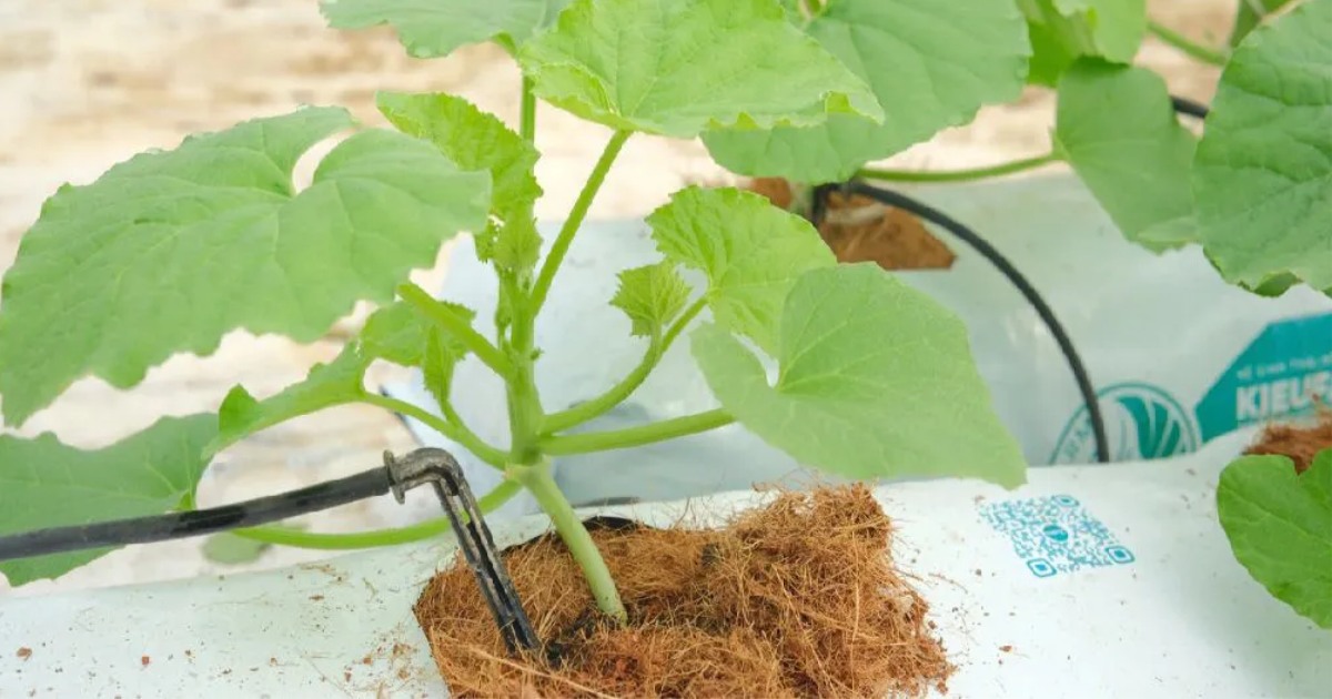 Nguyên tắc phối trộn phân đơn trong hệ thống tưới nhỏ giọt khi trồng dưa lưới