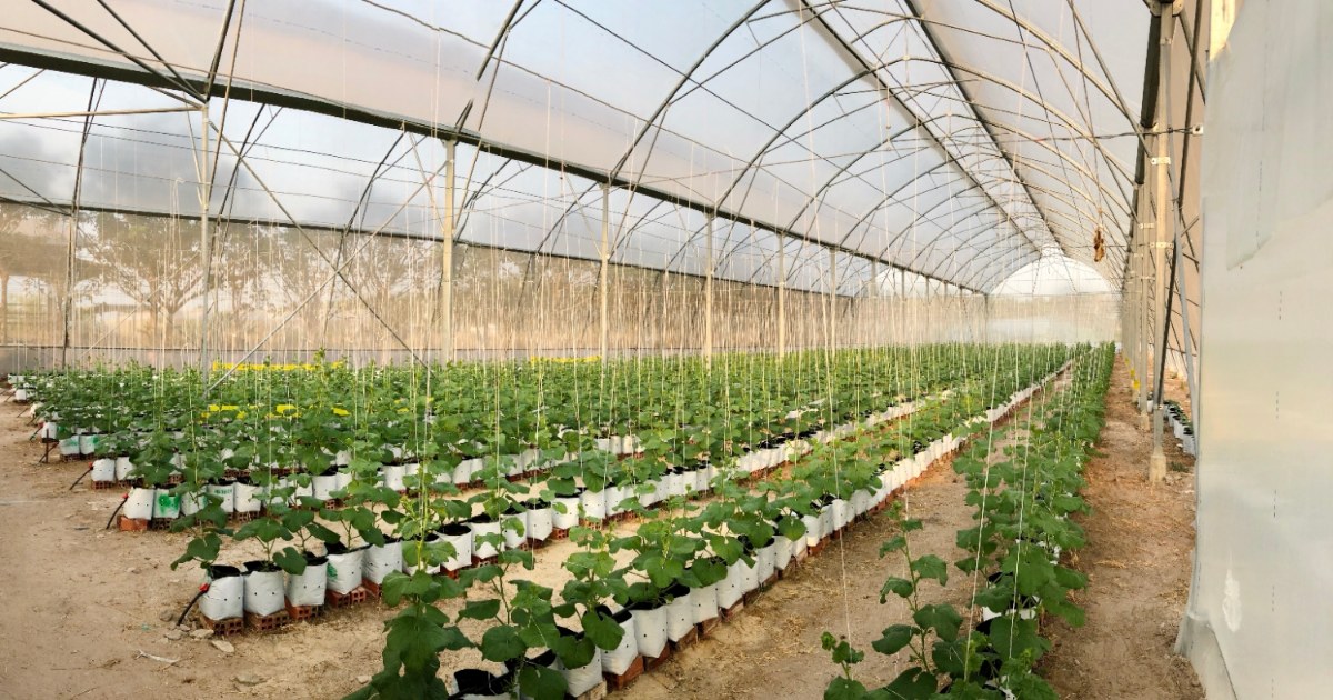 Nguyên tắc sử dụng phân bón chứa photpho để kích rễ hiệu quả khi trồng dưa lưới