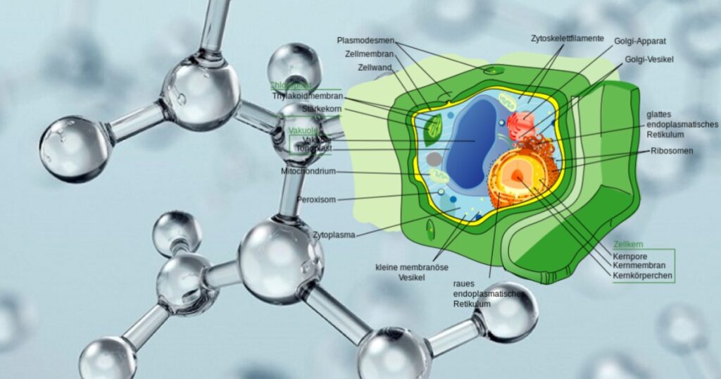 Peptide chuỗi ngắn - Giải pháp vận chuyển và phục hồi tế bào cho cây trồng