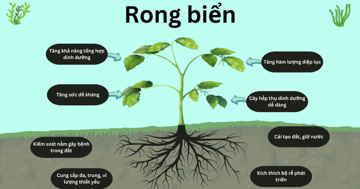 Phân tích vai trò của axit amin và rong biển trong giai đoạn hồi phục cây con