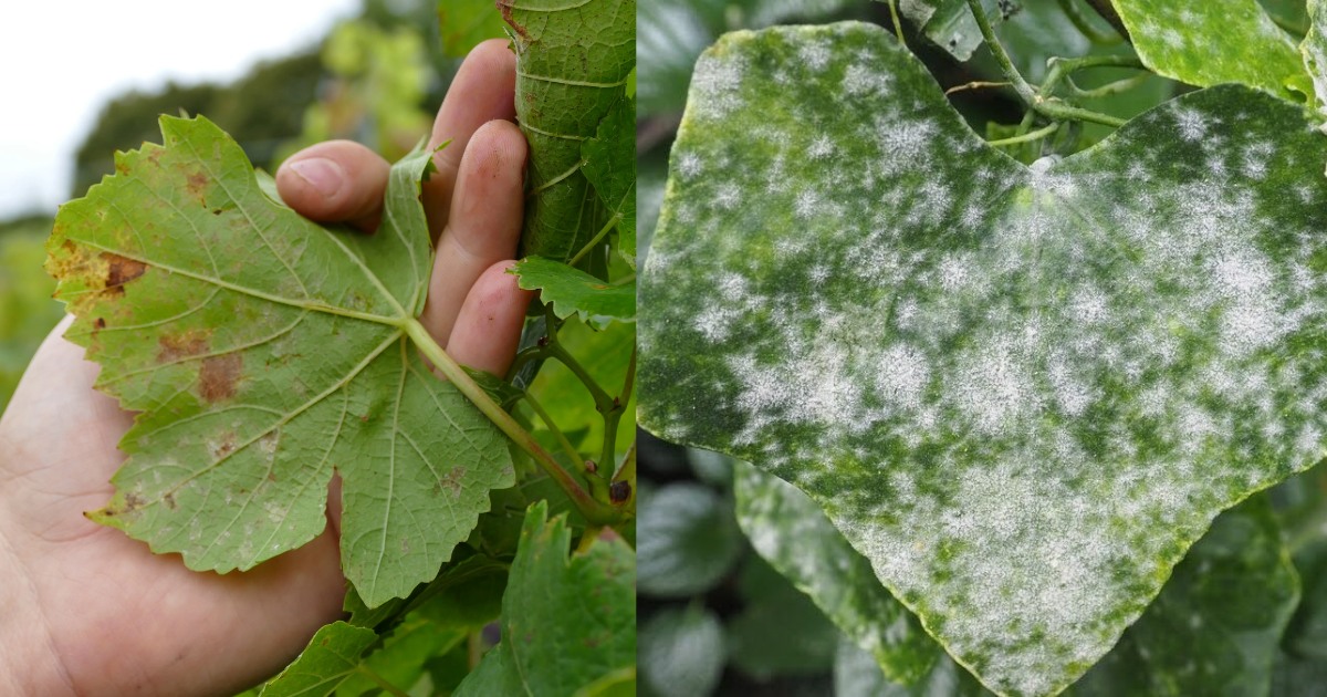 Phòng trị bệnh sương mai và phấn trắng trên dưa lưới