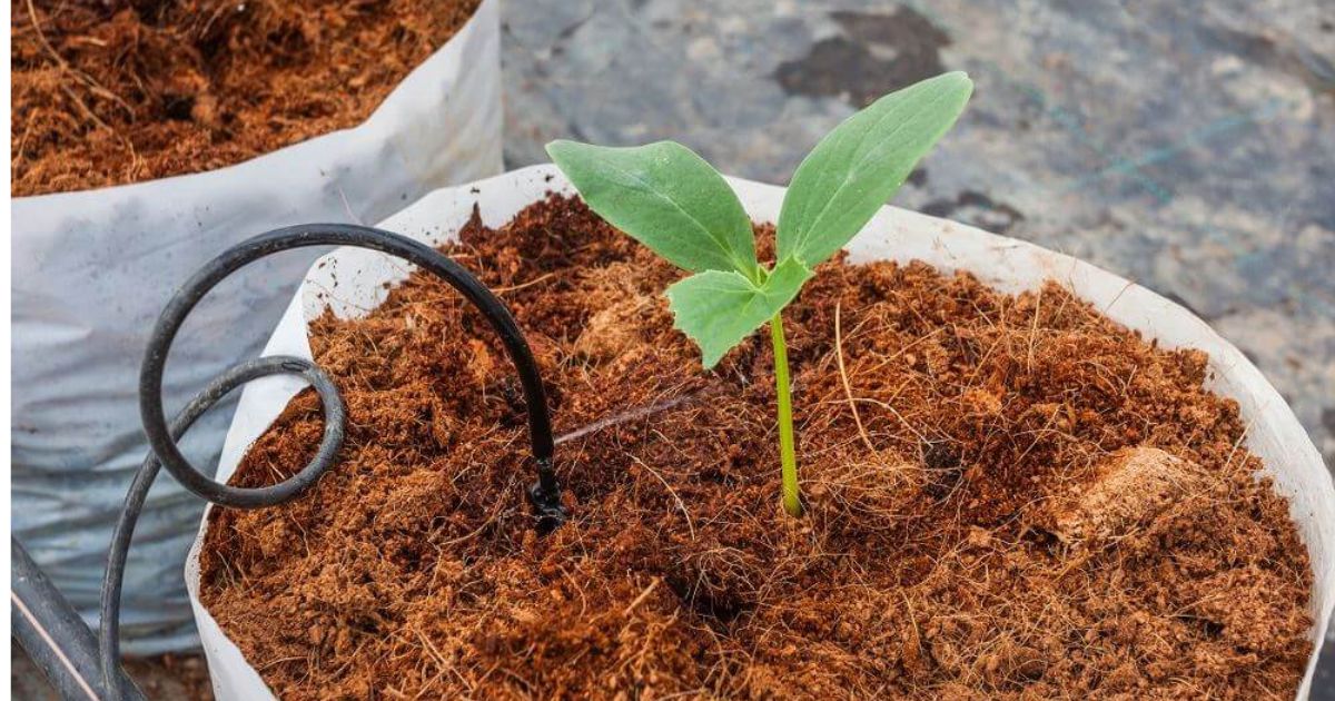 Quy trình chuẩn bị và xử lý giá thể trồng dưa lưới