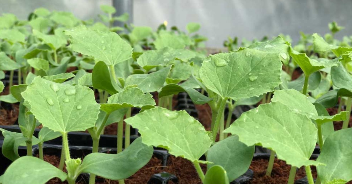 Tác động của Canxi, Magie và Lân đến rễ và lá non trong 10 ngày đầu trồng dưa lưới