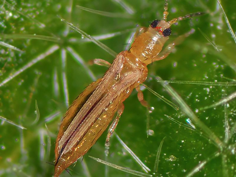 Thrips-palmi